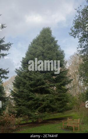 Feuillage d'hiver d'un conifères Evergreen arbre de sapin espagnol (Gage Pinsapo) Avec un ciel nuageux lumineux de fond croissant dans une forêt Jardin à Devon Banque D'Images