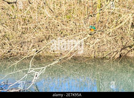 Vue sur le niveau d'eau d'un seul Kingfisher, perchée sur la branche Au-dessus de la rivière avec un feuillage dense en arrière-plan dans le hertfordshire Angleterre Banque D'Images