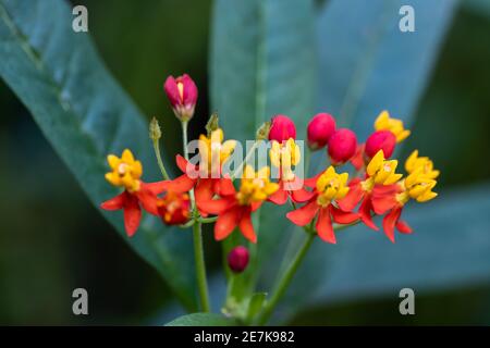 La laitouade tropicale (nom latin: Asclepias curassavica) également connue sous le nom de fleur de sang ou fleur de sang, buisson de coton, herbe de papillon mexicaine Banque D'Images