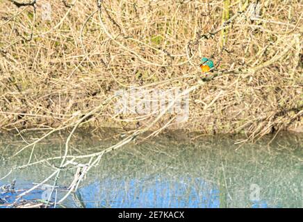 Vue sur le niveau d'eau d'un seul Kingfisher, perchée sur la branche Au-dessus de la rivière avec un feuillage dense en arrière-plan dans le hertfordshire Angleterre Banque D'Images