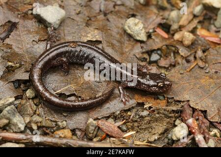 Gros plan de la forme noire de la salamandre rouge de l'Ouest, Plethodon vehilulum Banque D'Images
