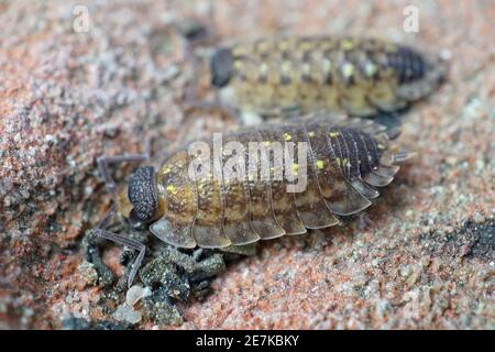 Gros plan d'une espèce de woudlouse , Porcellio spinicornis, qui préfère les pierres Banque D'Images