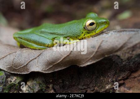 Grenouille à roseau africaine (Hyperolius cinnamomeoventris) Parc national de Loango, Gabon. Banque D'Images