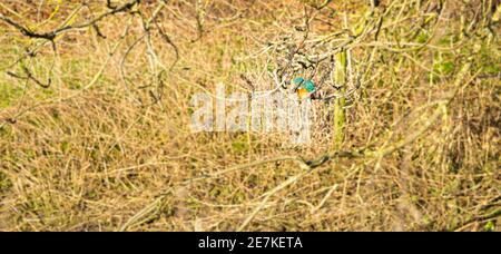 Vue sur le niveau d'eau d'un seul Kingfisher, perchée sur la branche Au-dessus de la rivière avec un feuillage dense en arrière-plan dans le hertfordshire Angleterre Banque D'Images