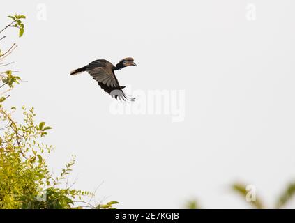 Hornbill (Ceratogymna atrata) en vol, parc national de Loango, Gabon. Banque D'Images