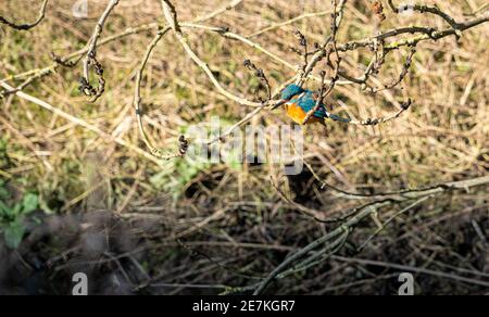 Vue sur le niveau d'eau d'un seul Kingfisher, perchée sur la branche Au-dessus de la rivière avec un feuillage dense en arrière-plan dans le hertfordshire Angleterre Banque D'Images