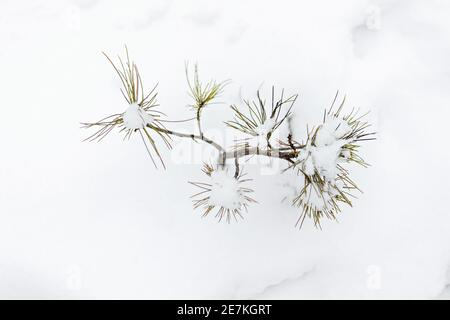 Un petit arbre de Noël recouvert de neige apparaît sous la neige dans la forêt. Vacances de Noël. Banque D'Images
