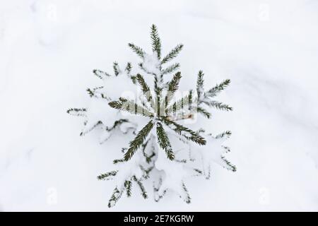 Un petit arbre de Noël recouvert de neige apparaît sous la neige dans la forêt. Vacances de Noël. Banque D'Images