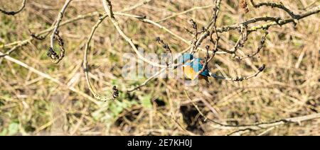 Vue sur le niveau d'eau d'un seul Kingfisher, perchée sur la branche Au-dessus de la rivière avec un feuillage dense en arrière-plan dans le hertfordshire Angleterre Banque D'Images