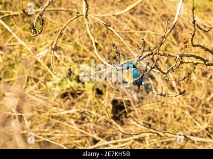 Vue sur le niveau d'eau d'un seul Kingfisher, perchée sur la branche Au-dessus de la rivière avec un feuillage dense en arrière-plan dans le hertfordshire Angleterre Banque D'Images