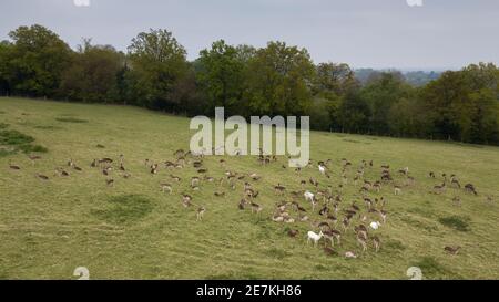 Grand troupeau sauvage de cerfs de Virginie (Dama dama), High Weald AONB, West Sussex, Royaume-Uni. Quand les troupeaux atteignent cette taille de la gestion inefficace des cerfs et de l'absence de pré Banque D'Images