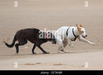 Deux chiens de secours d'Espagne, un Lurcher et Mongrel jouant la chasse sur la plage, Holkham Beach, North Norfolk, Royaume-Uni Banque D'Images