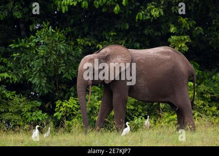 Éléphant de forêt africain (Loxodonta cyclotis) avec bétail Egrets (Bubulcus ibis), Parc national de Loango, Gabon. Banque D'Images