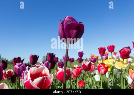 Tulipes rouges contre ciel bleu Banque D'Images