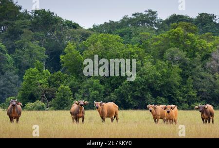 Forêt africaine ou Dwarf Buffalo (Syncerus caffer nanus) Parc national de Loango, Gabon, Afrique centrale. Banque D'Images