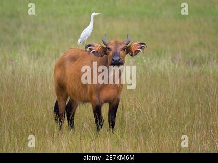 Forêt africaine ou Dwarf Buffalo (Syncerus caffer nanus) avec bétail Egret (Bubulcus ibis) à l'arrière, Parc national de Loango, Gabon, Afrique centrale. Banque D'Images