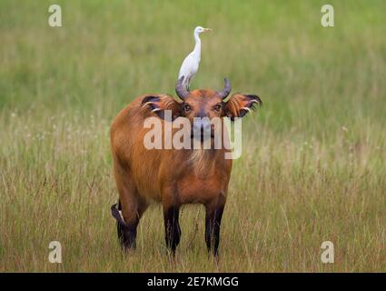 Forêt africaine ou Dwarf Buffalo (Syncerus caffer nanus) avec bétail Egret (Bubulcus ibis) à l'arrière, Parc national de Loango, Gabon, Afrique centrale. Banque D'Images