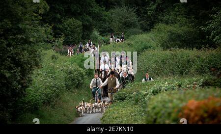 Le club de lévriers de beagle border qui s'enfile dans la route avec son lot de beagle, se démène en automne en compagnie d'un maître de chasse au traîné Banque D'Images