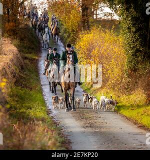 Le club de lévriers beagle border qui s'enfile dans la route avec leur beagle pack ob, s'enfile dans une salle de jeu en automne avec un maître de chasse à la traînée en tête Banque D'Images