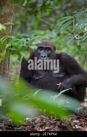Gorilla de plaine occidentale (Gorilla gorilla gorilla) nourrissant des femmes de fruits, Parc national de Loango, Gabon, Afrique centrale. En danger critique d'extinction. Banque D'Images