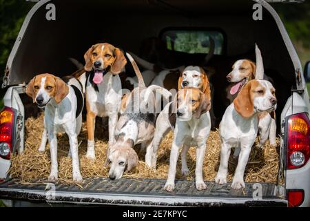 Se trouve à l'arrière du camion de ramassage appartenant à le club de lévrier border beagle Banque D'Images