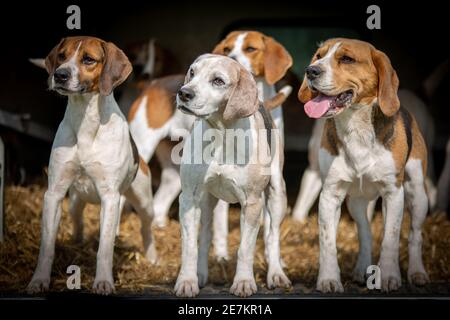 Le club de lévriers de beagle border se trouve à l'arrière de la prise en charge chariot Banque D'Images