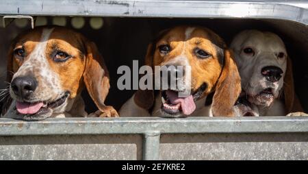 Beagle se hounce en regardant par l'arrière d'une remorque en route vers une chasse par glissement avec la bordure club beagle Banque D'Images