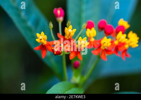 La laitouade tropicale (nom latin: Asclepias curassavica) également connue sous le nom de fleur de sang ou fleur de sang, buisson de coton, herbe de papillon mexicaine Banque D'Images