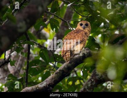 OWL de pêche de PEL (Scotopelia peli) Rivière Mpivie, Gabon. Banque D'Images