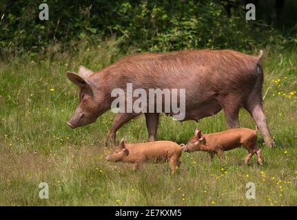 Mère de porc Tamworth et jeunes pâturages. Animaux semi-sauvages cultivés dans Knepp Rewilding Experiment, West Sussex, Royaume-Uni Banque D'Images