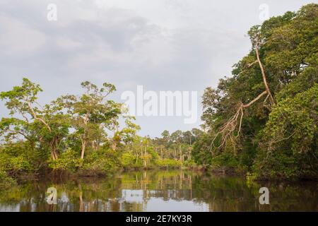 Forêt tropicale le long de la rivière Rembo Ngowe, Akaka, parc national de Loango, Gabon. Banque D'Images