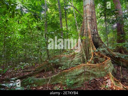 Racines de contreforts de la forêt tropicale, parc national de Loango, Gabon. Banque D'Images