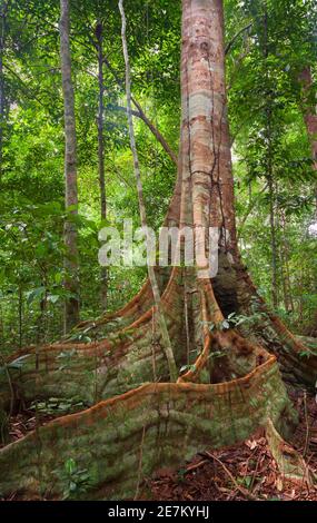 Racines de contreforts de la forêt tropicale, parc national de Loango, Gabon. Banque D'Images