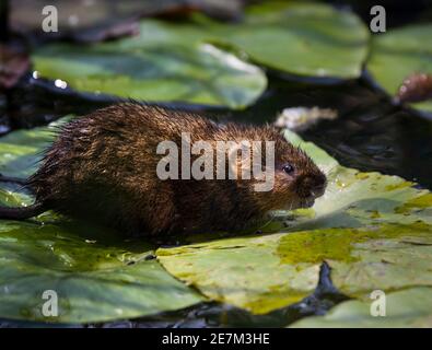 Mole aquatique (Arvicola amphibius) sur les nénuphars de l'étang, London Wildfowl and Wetland Center, Barnes, sud-ouest de Londres, Royaume-Uni Banque D'Images