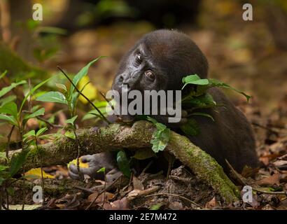 Gorilla (Gorilla gorilla gorilla), jeune homme du groupe Atanga, Parc national de Loango, Gabon. Espèces en voie de disparition Banque D'Images