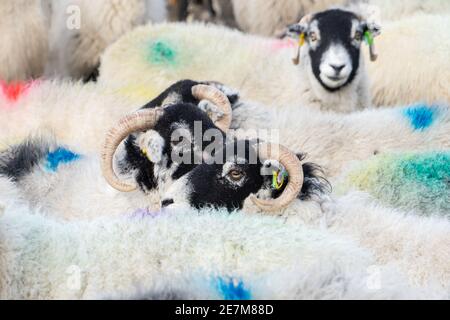 Un troupeau de brebis Swaledale avec des inscriptions de laine colorées Banque D'Images