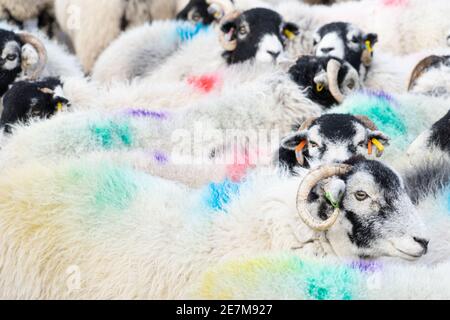 Un troupeau de brebis Swaledale avec des inscriptions de laine colorées Banque D'Images