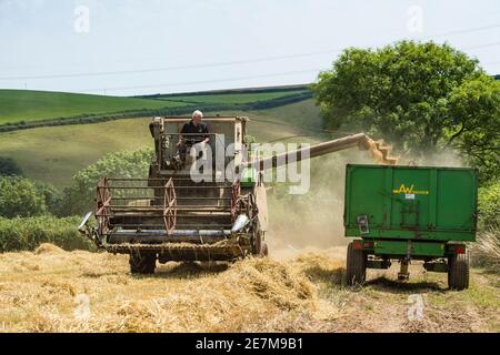 moissonneuse-batteuse claas matador d'époque à l'œuvre en combinant dans le campagne du royaume-uni Banque D'Images