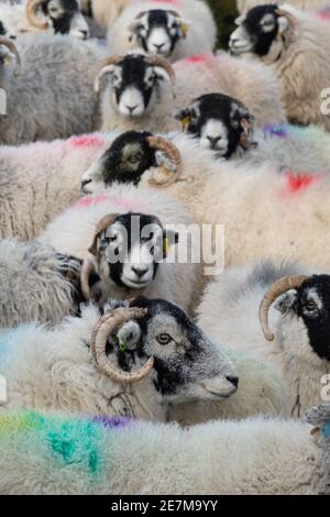 Un troupeau de brebis Swaledale avec des inscriptions de laine colorées Banque D'Images