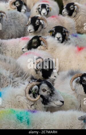 Un troupeau de brebis Swaledale avec des inscriptions de laine colorées Banque D'Images