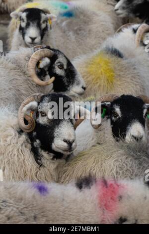 Un troupeau de brebis Swaledale avec des inscriptions de laine colorées Banque D'Images