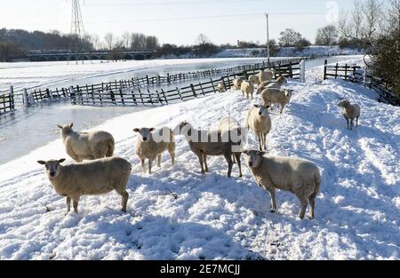 Petit troupeau de moutons en hiver