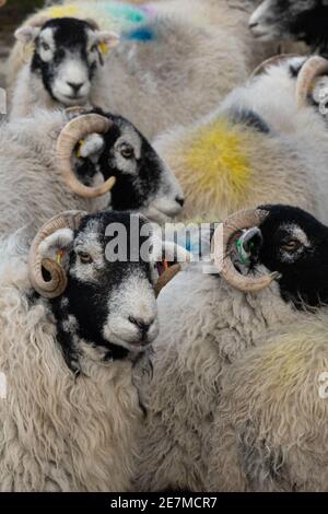 Un troupeau de brebis Swaledale avec des inscriptions de laine colorées Banque D'Images