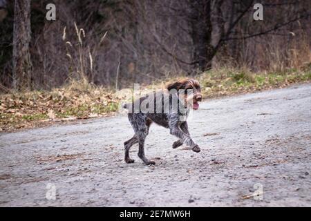 Le Griffon de Bohemian à poil dur tourne aussi vite que possible de l'autre côté de la route. Cesky whiskers pris en vol. Ami de l'homme, serviteur loyal. Image i Banque D'Images