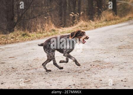 Le Griffon de Bohemian à poil dur tourne aussi vite que possible de l'autre côté de la route. Cesky whiskers pris en vol. Ami de l'homme, serviteur loyal. Image i Banque D'Images