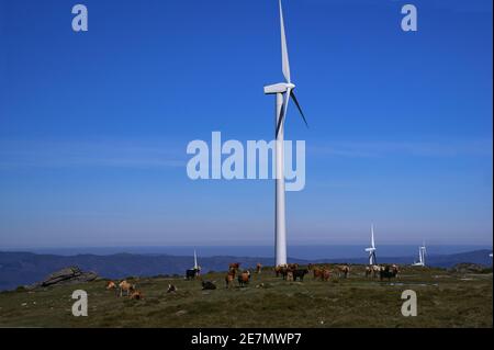 Bétail paître sur le paysage agricole avec des convertisseurs d'énergie éolienne dans le fond bleu du ciel Banque D'Images