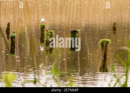 Möve auf Dalben - Un étang serein avec des poteaux en bois recouverts de mousse et une mouette solitaire perchée dans un cadre naturel tranquille. Banque D'Images