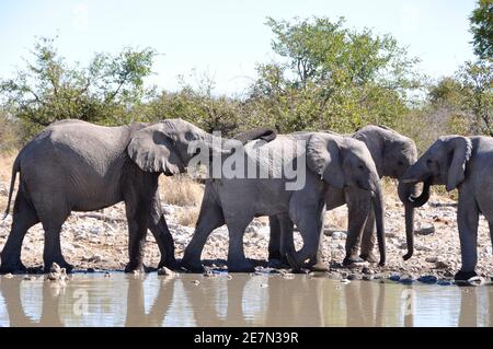 Namibie : un troupeau d'éléphants à l'eau dans le parc national d'Etosha Banque D'Images
