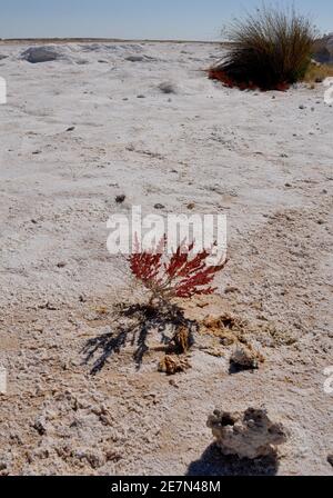 Namibie : plante du désert au bord de la salt pans d'Etosha Banque D'Images