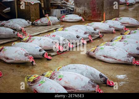 Vente aux enchères de thon, marché aux poissons de Tsukiji, Tokyo, Japon Banque D'Images